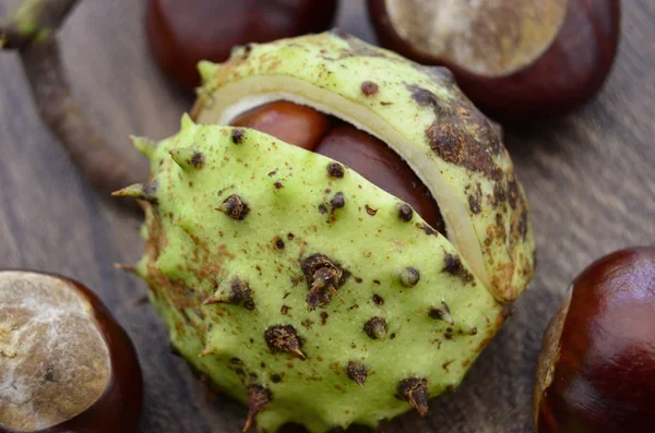 Sonbahar at kestane tohum Conkers