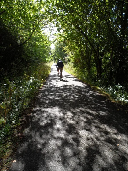 Cyclist on Tree Lined Cycle Path