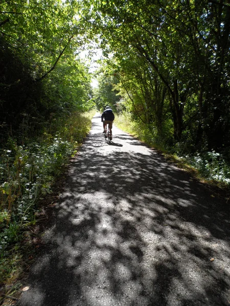 Tree Lined Bisiklet Yolu üzerinde Bisikletçi