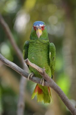 White Fronted Amazon Parrot on Branch clipart
