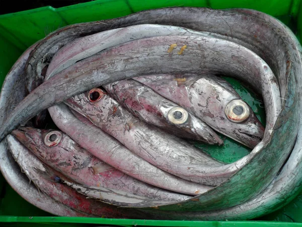 Taze çiğ Conger Eels Akdeniz Balık pazarı