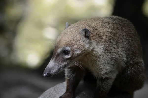 Genç Güney Amerika Coati