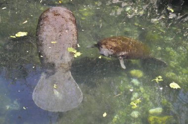 Manatee Anne ve Buzağı