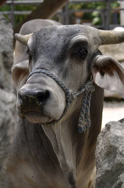 Boynuzlu Brahman inek Close-Up