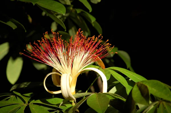 Belize Jungle Tropikal Provizyon Ağaç Çiçek