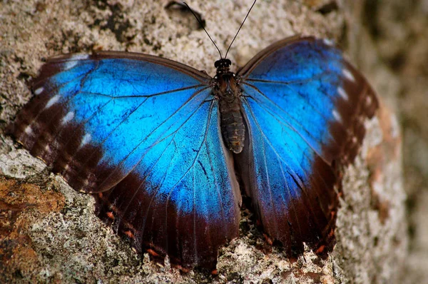 Peleides Blue Morpho Butterfly with Iridescent Wings — Stock Photo, Image