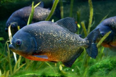 Kırmızı karınlı Piranha balığı akvaryum