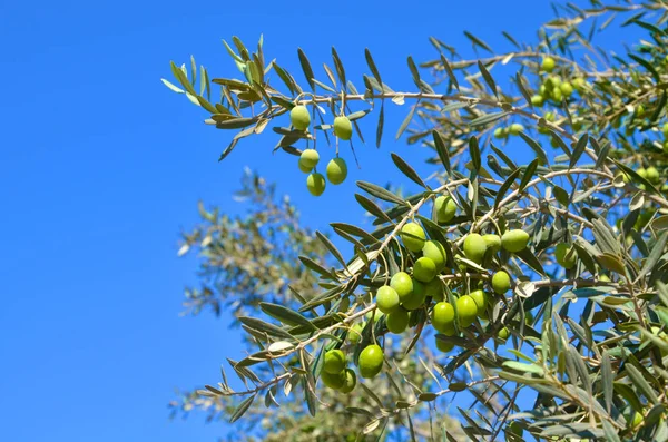 Olivo, ramo con foglie verdi e olive su uno sfondo di cielo blu — Foto Stock