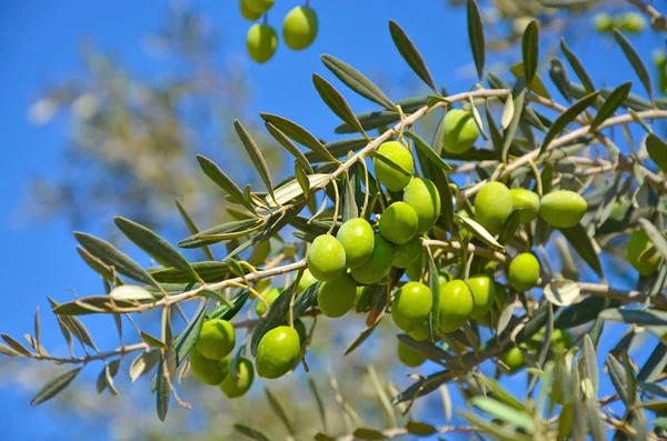 Olivo, ramo con foglie verdi e olive su uno sfondo di cielo blu — Foto Stock