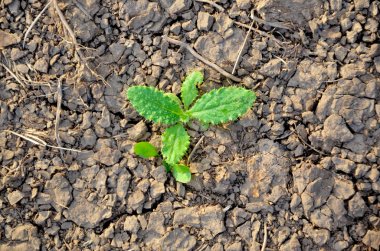 Kuraklık arazi. Çorak toprak. Kırık dünya arka plan kuru. Kırık çamur desen.