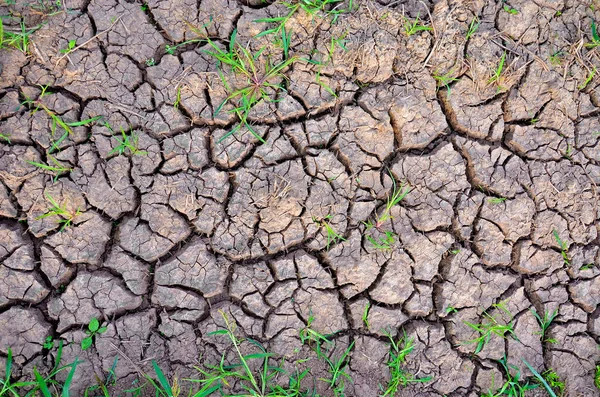 Drought land. Barren earth. Dry cracked earth background. Cracked mud pattern.