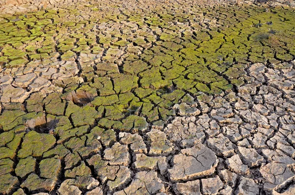 Drought land. Barren earth. Dry cracked earth background. Cracked mud pattern.