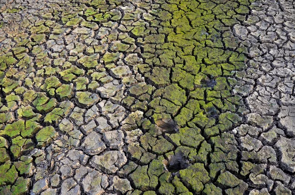 Drought land. Barren earth. Dry cracked earth background. Cracked mud pattern.