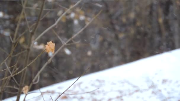 La fuerte nevada en el bosque, la hoja amarilla se balancea en el viento — Vídeo de stock