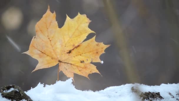 Les fortes chutes de neige dans la forêt, le balancement des feuilles jaunes dans le vent — Video