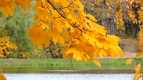 Hösten skogen, gren gungar i vinden över sjön, de fallande Gula löv — Stockvideo