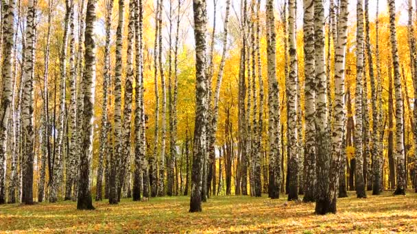 Wind in de herfst bos van de berk, gele vallende bladeren — Stockvideo