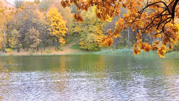 Hösten skogen, gren gungar i vinden över sjön, de fallande Gula löv — Stockvideo