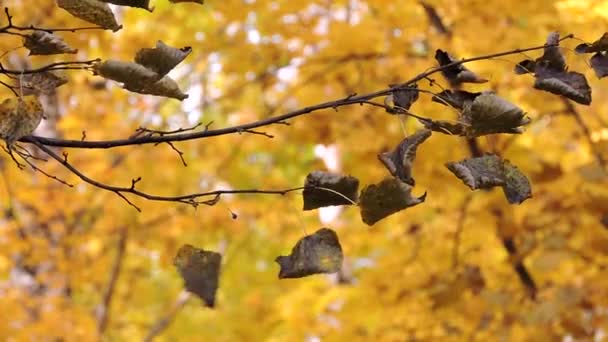 Forêt jaune d'automne, balancement des branches dans le vent, feuilles jaunes tombantes 