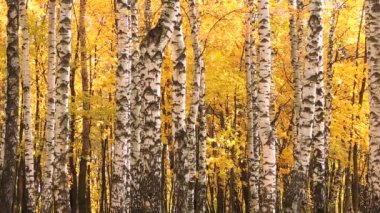Sarı düşen Rüzgar sonbahar huş ormandaki yaprakları