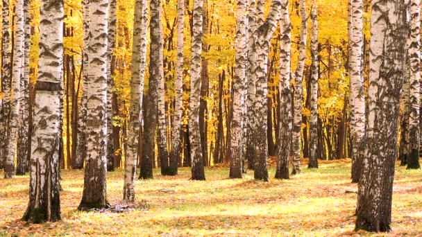 Vent dans la forêt de bouleaux d'automne, feuilles jaunes tombantes — Video