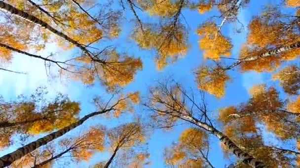 Autumn birch forest, trees sway in the wind on blue background, falling leaves — Stok Video