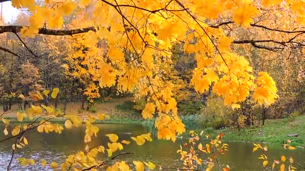 Foresta autunnale, il ramo ondeggia nel vento sul lago, le foglie gialle che cadono — Video Stock