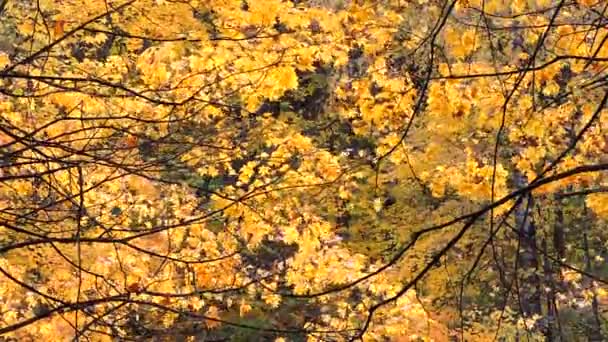 Ветер в осеннем лесу, падающие кленовые желтые листья — стоковое видео