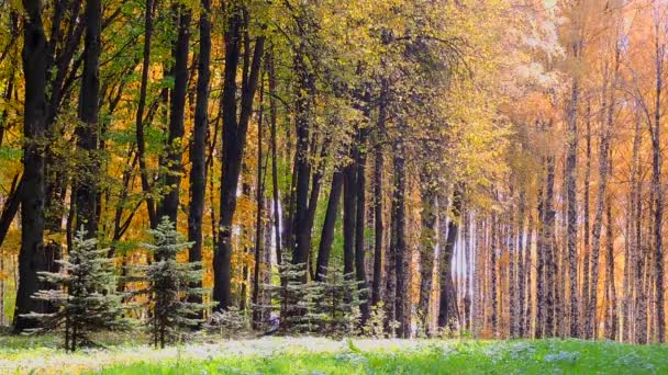 Vind i skogen höst, faller gula blad — Stockvideo