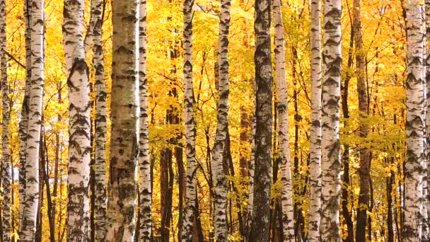 Viento en el bosque de abedules de otoño, hojas amarillas que caen — Vídeo de stock