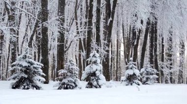 Kışın ormanda kar yağışı, kar yağarken yumuşak karlı bir Noel sabahı.