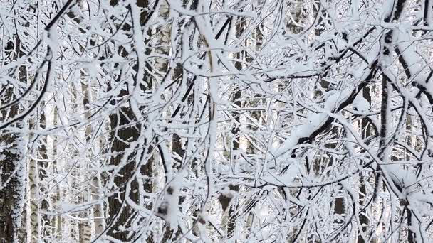 La forte nevicata nella foresta. Rami ricoperti di neve ondeggiano nel vento — Video Stock