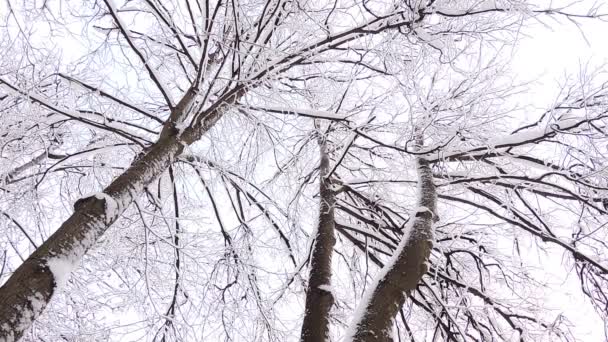Снегопад зимой в лесу, мягкое снежное утро с выпадением снега — стоковое видео