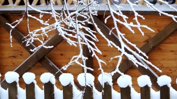 La forte nevicata nella foresta. Rami ricoperti di neve ondeggiano nel vento — Video Stock