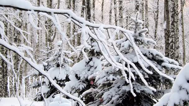 A forte queda de neve na floresta. Ramos cobertos com neve oscilando no vento — Vídeo de Stock
