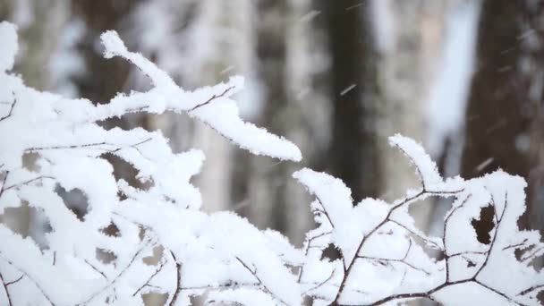 Las fuertes nevadas en el bosque. Ramas cubiertas de nieve se balancean en el viento — Vídeos de Stock