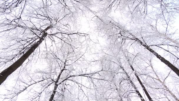 Nevadas en invierno en el bosque, suave mañana de Navidad nevada con nieve cayendo — Vídeo de stock