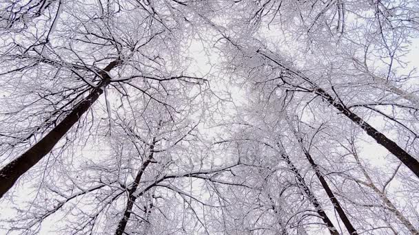 Sneeuw in de winter in het bos, zachte besneeuwde kerstochtend met vallende sneeuw — Stockvideo