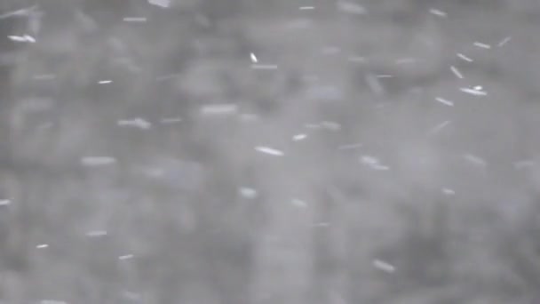 Schneefall im Winter im Wald, weicher, verschneiter Weihnachtsmorgen mit fallendem Schnee — Stockvideo