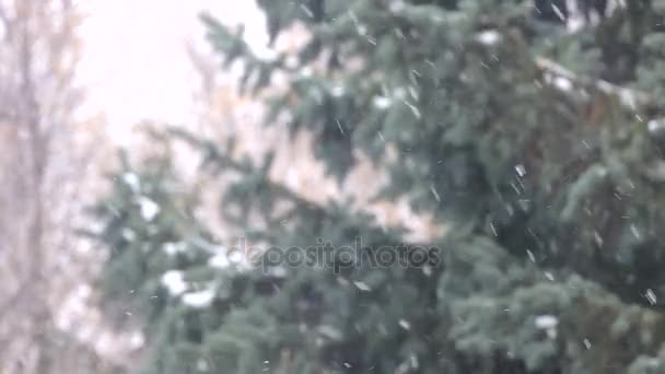 森の中の冬の雪、雪の降る柔らかい雪のクリスマスの朝 — ストック動画