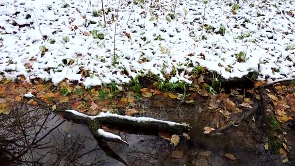 Gula blad flyta i vattnet, pöl i skogen till hösten, första snöfall — Stockvideo