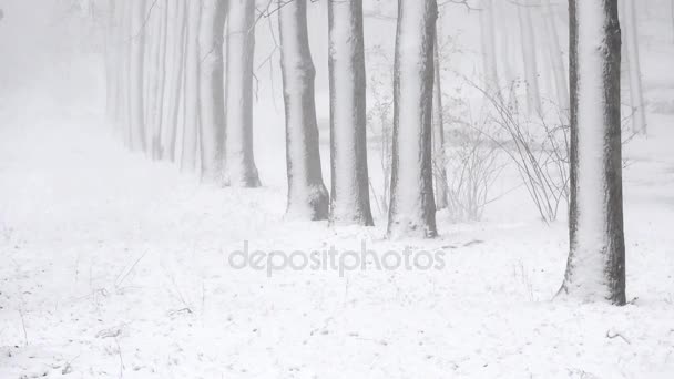 Cachoeira de neve no inverno na floresta, suave manhã de Natal nevado com neve caindo — Vídeo de Stock