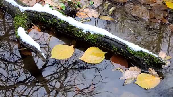 Feuilles jaunes flottent dans l'eau, flaque d'eau dans la forêt d'automne, premières chutes de neige — Video