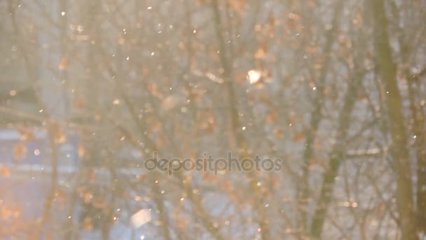 Snowfall in winter in the forest, soft snowy christmas morning with falling snow — Stock Video