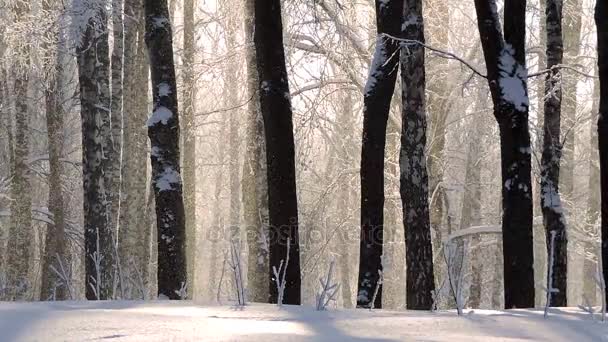Χιονίζει το χειμώνα στο δάσος, μαλακό χιονισμένο πρωινό των Χριστουγέννων με χιόνι που πέφτει — Αρχείο Βίντεο