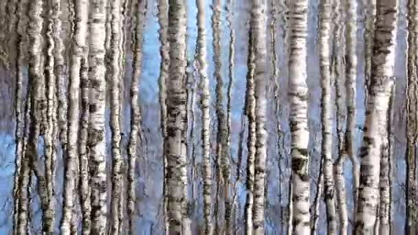 クリーク、ストリーム、川の水のパターン、バーチの木水の上の反映 — ストック動画
