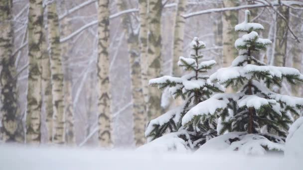 冬天的降雪，在森林里，柔和的雪天早晨，下着雪 — 图库视频影像