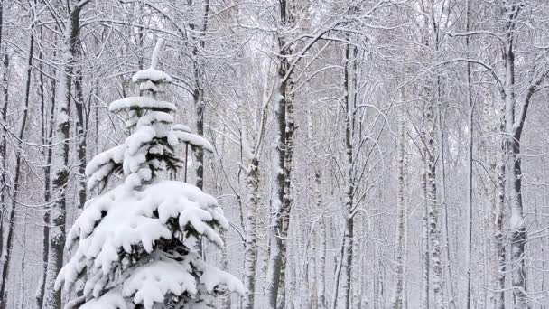 冬天的降雪，在森林里，柔和的雪天早晨，下着雪 — 图库视频影像