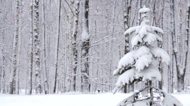 Kışın ormanda kar yağışı, kar yağarken yumuşak karlı bir Noel sabahı.