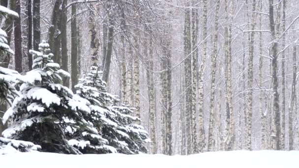 Sneeuw in de winter in het bos, zachte besneeuwde kerstochtend met vallende sneeuw — Stockvideo